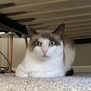 Meet your Posher, Bo